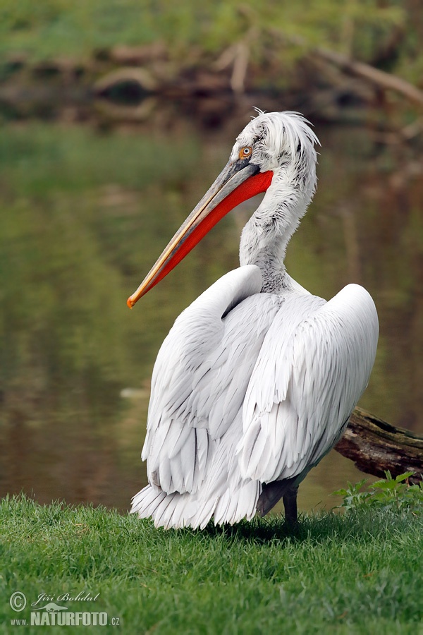 Pelikán kučeravý (Pelecanus crispus)