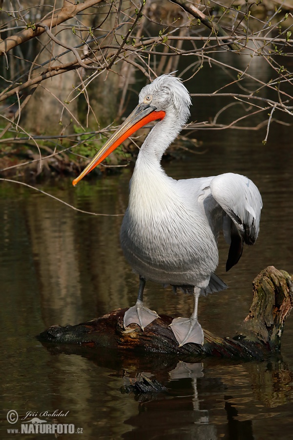 Pelikán kučeravý (Pelecanus crispus)