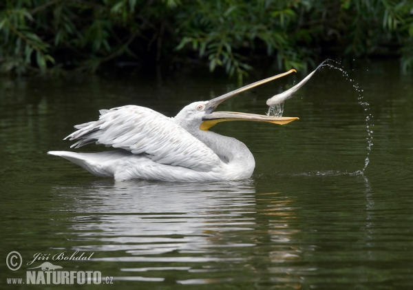 Pelikán kučeravý (Pelecanus crispus)