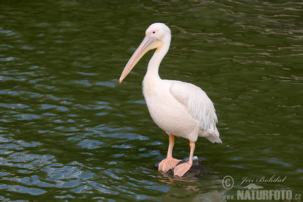 Pelikán ružový (Pelecanus onocrotalus)