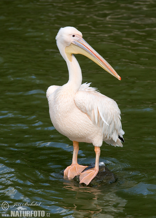 Pelikán ružový (Pelecanus onocrotalus)