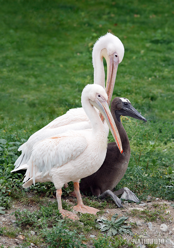 Pelikán ružový (Pelecanus onocrotalus)