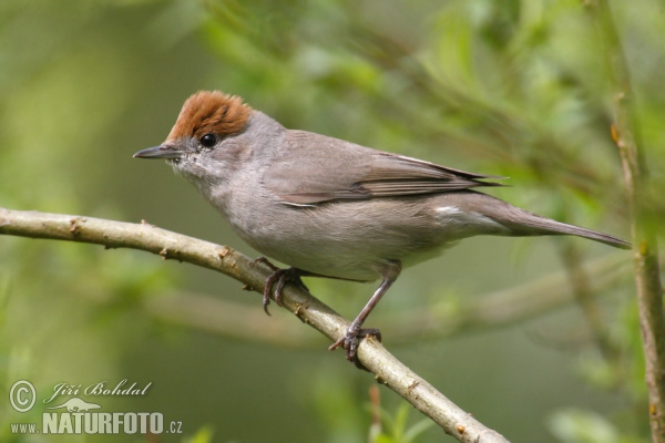 Penica čiernohlavá (Sylvia atricapilla)