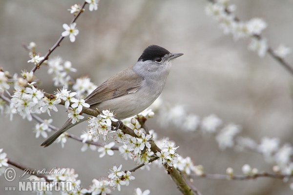 Penica čiernohlavá (Sylvia atricapilla)