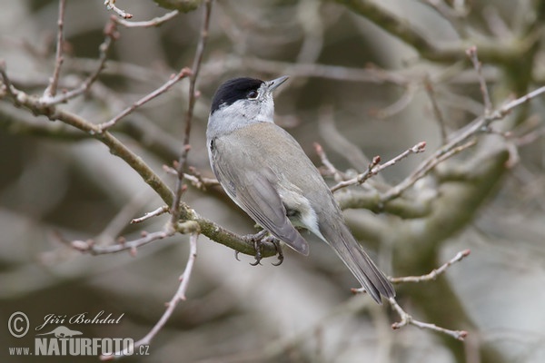 Penica čiernohlavá (Sylvia atricapilla)