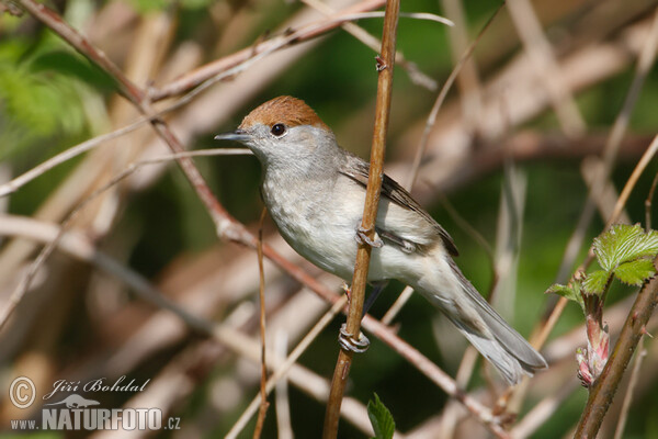 Penica čiernohlavá (Sylvia atricapilla)