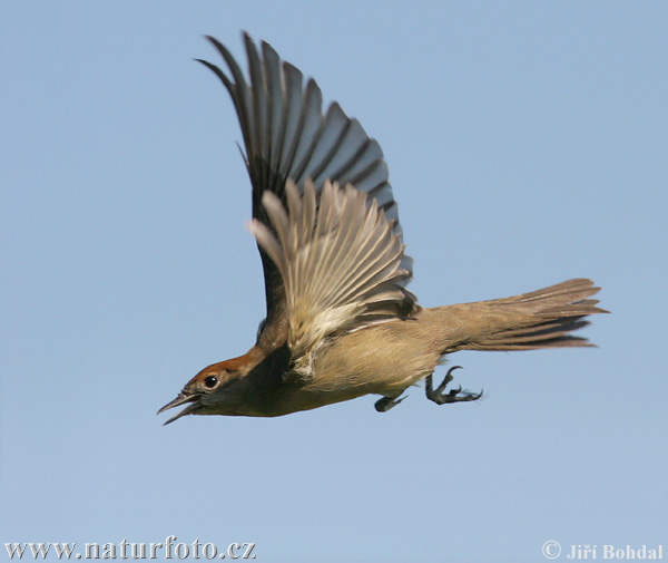 Penica čiernohlavá (Sylvia atricapilla)