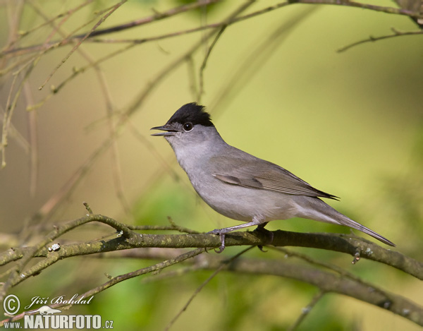 Penica čiernohlavá (Sylvia atricapilla)