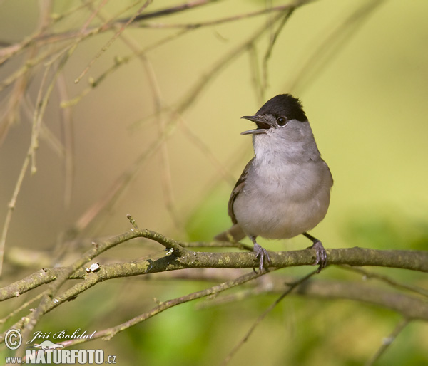 Penica čiernohlavá (Sylvia atricapilla)