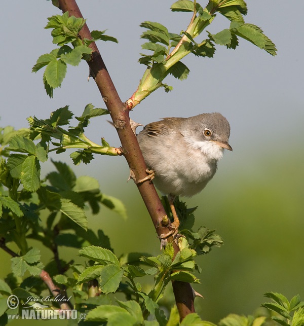 Penica obyčajná (Sylvia communis)