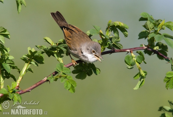 Penica obyčajná (Sylvia communis)