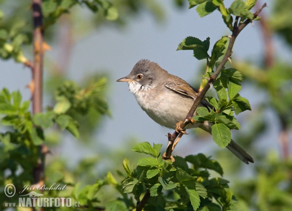 Penica obyčajná (Sylvia communis)