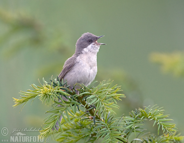 Penica popolavá (Sylvia curruca)