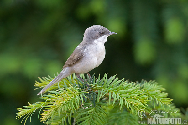 Penica popolavá (Sylvia curruca)