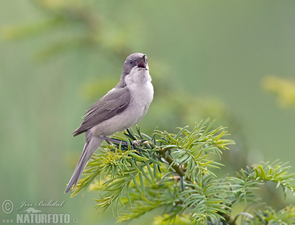 Penica popolavá (Sylvia curruca)