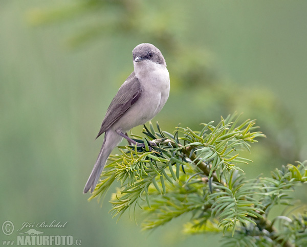 Penica popolavá (Sylvia curruca)