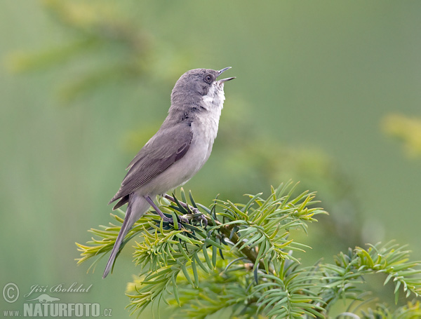 Penica popolavá (Sylvia curruca)