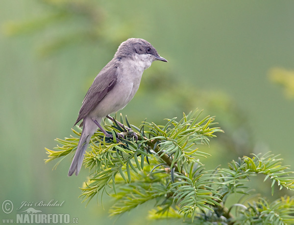 Penica popolavá (Sylvia curruca)