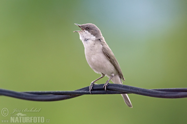 Penica popolavá (Sylvia curruca)