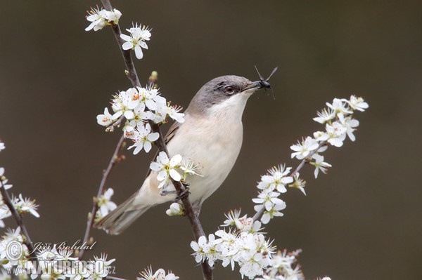 Penica popolavá (Sylvia curruca)
