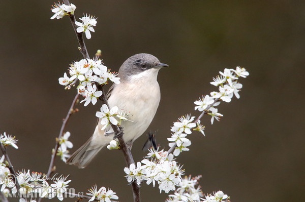 Penica popolavá (Sylvia curruca)