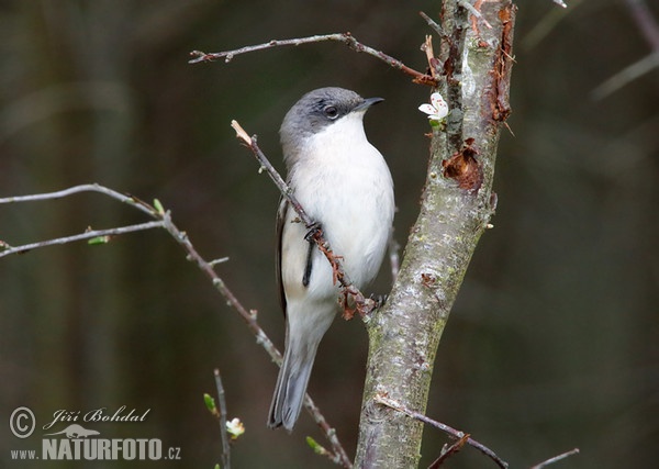 Penica popolavá (Sylvia curruca)