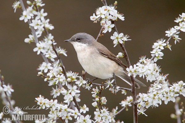 Penica popolavá (Sylvia curruca)