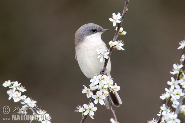 Penica popolavá (Sylvia curruca)