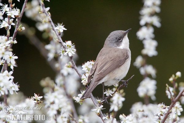 Penica popolavá (Sylvia curruca)