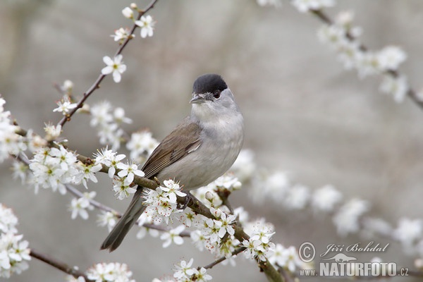 Pěnice černohlavá (Sylvia atricapilla)