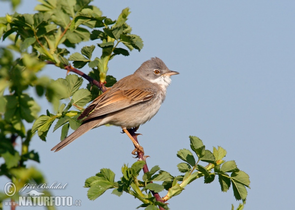 Pěnice hnědokřídlá (Sylvia communis)