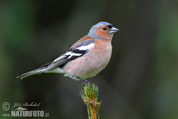 Pěnkava obecná (Fringilla coelebs)