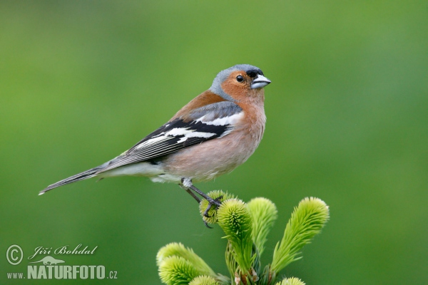 Pěnkava obecná (Fringilla coelebs)