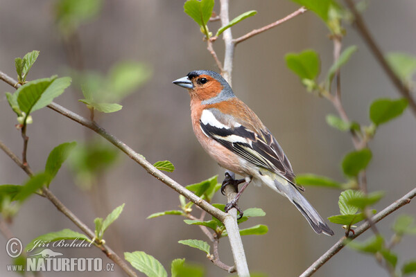 Pěnkava obecná (Fringilla coelebs)