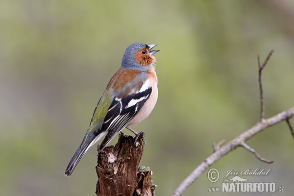 Pěnkava obecná (Fringilla coelebs)