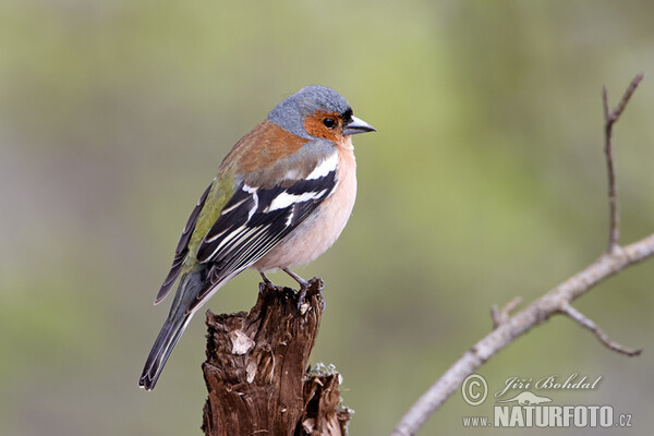 Pěnkava obecná (Fringilla coelebs)