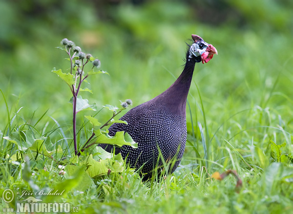 Perlička domáca (Numida meleagris)