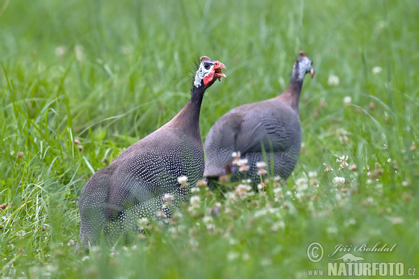 Perlička domáca (Numida meleagris)