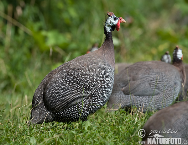 Perlička domáca (Numida meleagris)