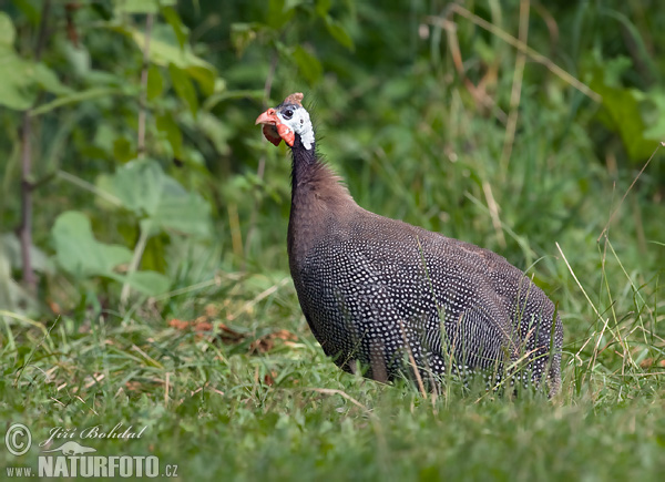 Perlička domáca (Numida meleagris)