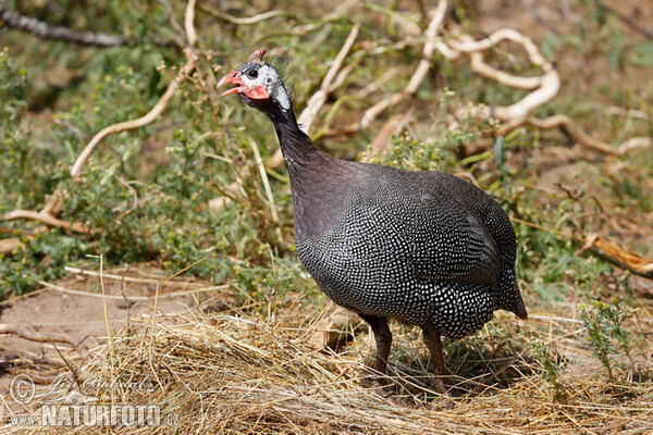 Perlička domáca (Numida meleagris)