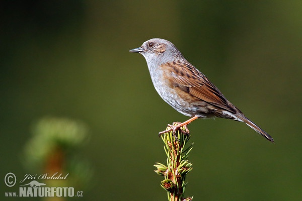 Pěvuška modrá (Prunella modularis)