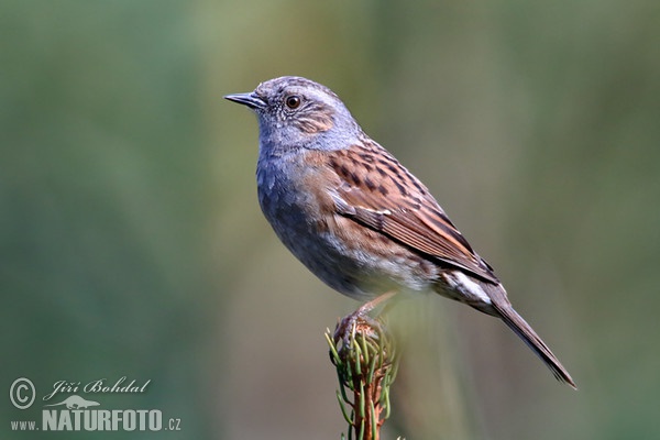 Pěvuška modrá (Prunella modularis)