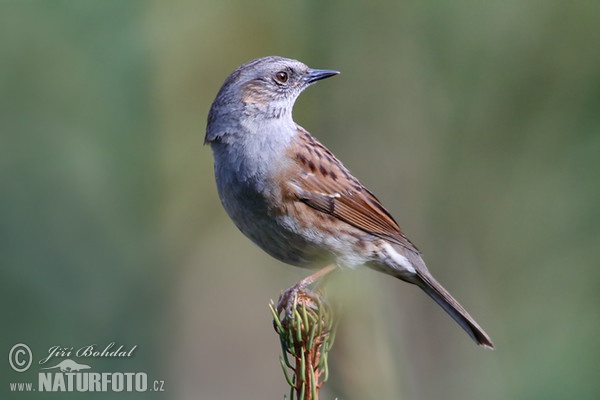 Pěvuška modrá (Prunella modularis)