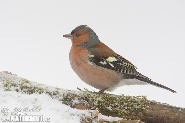 Pinka lesná (Fringilla coelebs)