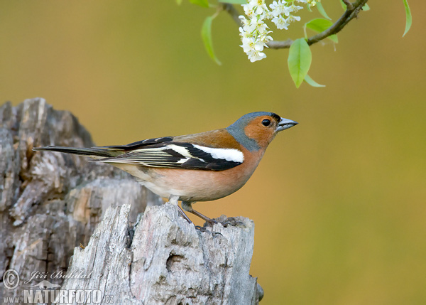 Pinka lesná (Fringilla coelebs)