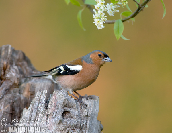 Pinka lesná (Fringilla coelebs)