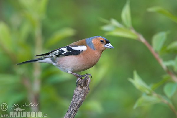 Pinka lesná (Fringilla coelebs)