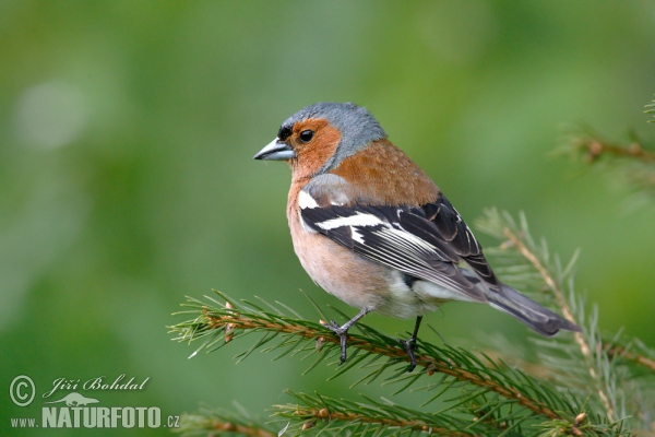 Pinka lesná (Fringilla coelebs)