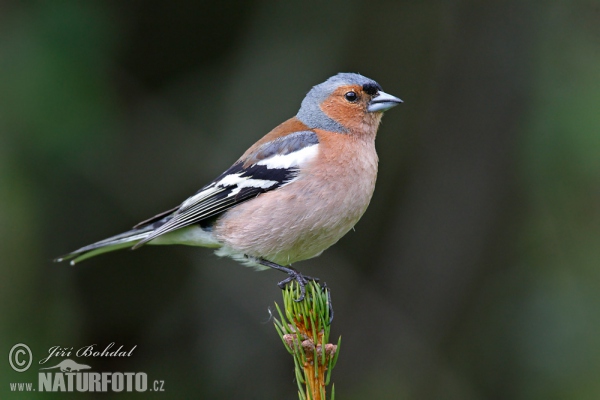 Pinka lesná (Fringilla coelebs)